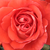 Rood - Floribunda roos - Scherzo